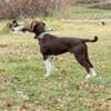 Beagle German Shorthair Pointer Mix puppies