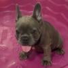 BEAUTIFUL AKC REGISTERED FRENCHIES PUPPIES