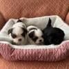 AKC Shih tzu puppies 9 weeks