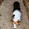 AKC Intact Male Stud or Pet 