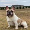 French Bulldog Male Puppy