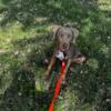 5 Month Male Puppy Weimaraner mix