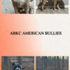 ABKC American bully pups