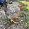 14 laying hens 