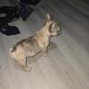 Akc Frenchbulldog puppy