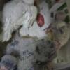 Birds Wholesale prices handfed tame 786-390-8696