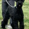 AKC Giant Schnauzer Puppies