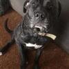 Intact female Cane Corso