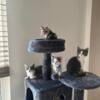 Kittens free to good homes northern ky