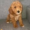 Mini poodle pup for sale