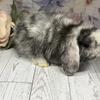 Holland lop, mini holland lops 