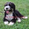 BERNEDOODLE - TRI COLOR - SAPHIRE