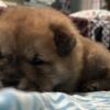 Gorgeous Chow Chow Puppies