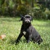 Black female pug