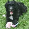 Sheepadoodle Female black wavy coat