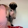 English Mastiff Puppies for Sale