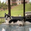 Alaskan Klee Kai-DOG-Male-Agouti / White-2833426-Petland Eastgate, Ohio