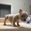 Nano bully’s 