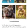 Fluffies, Frenchies, English bulldogs exotic colors