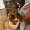 Mini dachshund female 9wks. Ready for furever home 