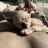Sphynx Kittens (1 male left) (Dwelf/standard gone) 6/15/25