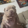 Colossal grand pups ! Gr Ch Nipsey Hussle pups