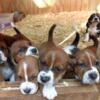 Ready to go Male Bassett hound puppies