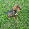 REDUCED Poogle/Beagadoodle Puppies