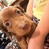 2 male ckc mini dachshunds