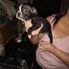 Boston terrier puppy