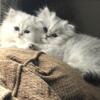 CFA  Silver Persian Kittens