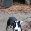 Game bred pitbull puppy 