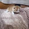 TICA Registered Red Scottish Shorthair Male Kitten – Neutered & Vaccinated – Queens, NY