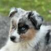 female australian shepherd puppy