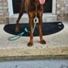 American Red Doberman Adult intact with AKC