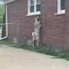 My 1 year old kangal for sale