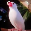 Java Finches