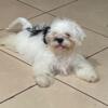 Shih Tzu puppy great with family.