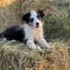 Akc border collie Riley