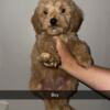 Goldendoodles born on March 6th