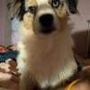 Beautiful mini Aussie