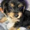 Yorkie Poo adorable and  Hypoallergenic