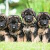 German shepherd Australia shepherd mix
