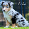 ASDR Toy / Mini Australian Shepherd Blue Merle Female with Blue Eyes and Natural Tail