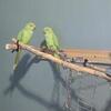 Ringnecks pairs