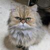 Shaded Golden Persian Male