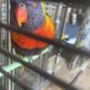 Rainbow Lorykeet parrot