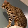 Young F1 Bengal Female Cat Available for Pet / Breeder