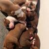 Akc boxer puppies for sale