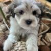 Beautiful Quality Havanese Puppies Available